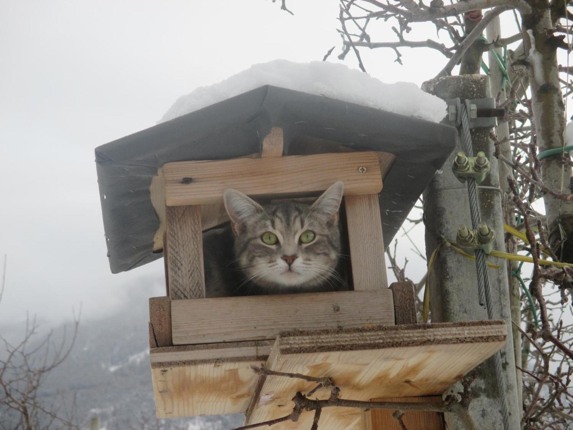 Garnhof Daire Coldrano Dış mekan fotoğraf